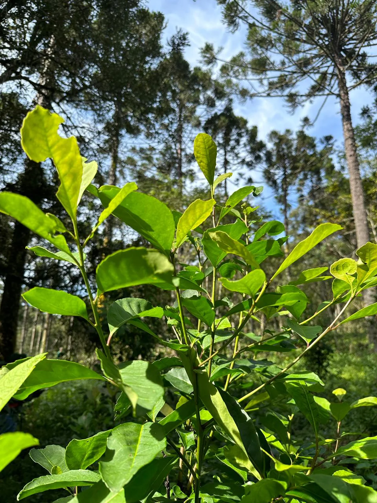Fresh yerba mate leaves growing on the plant at a farm in Brazil